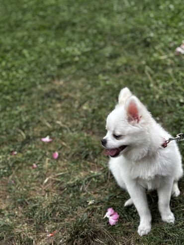 pomeranian spitz qiymeti: Шпиц, 8 месяцев, Самка, С родословной, Самовывоз