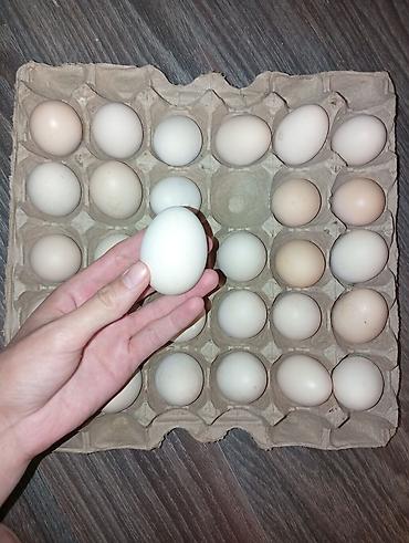 хранение: Куриные яйца в лотках - Натуральные деревенские яйца — 4