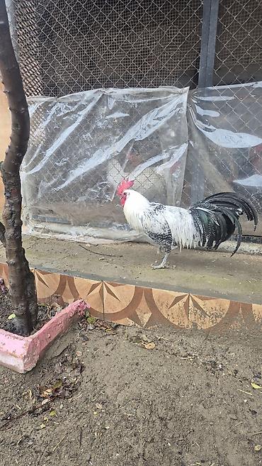 beçə: Satıllr 11 aylıq Brekel xoruz təkdir. Barter var Red İslan beçəsi ya — 3
