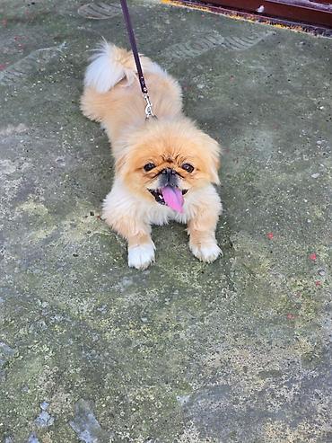 ag it: Pekines, 1 il, Dişi — 1
