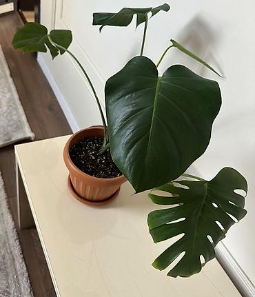 Монстеры: Монстера делициоза гигант(Monstera deliciosa) в горшке - — 1