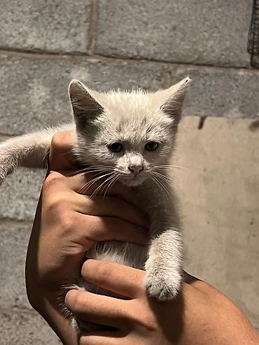 Отдам даром кошку: Кошка даром: Беспородная, 3 месяца, Девочка at lalafo.kg — 8 Отдам даром кошку: Кошка даром: Беспородная, 3 месяца, Девочка — 8