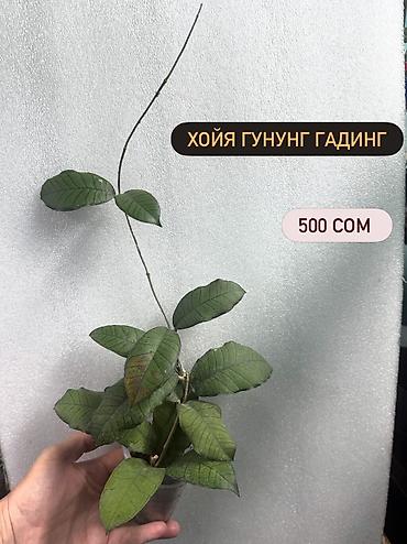 Хойи: Хойя (Hoya) Nui 400 сом( Hoya macrophylla от 250 сом Хойя — 22