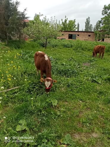 алатауская корова: Продаю | Музоо, торпок | Алатауская | Для молока