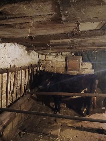 Inəklər, öküzlər: 1 ci qarına düyədi balalamağına bir aya on gün qalıb heyvan özü yaxşı -da lalafo.az — 1 Inəklər, öküzlər: 1 ci qarına düyədi balalamağına bir aya on gün qalıb heyvan özü yaxşı — 1