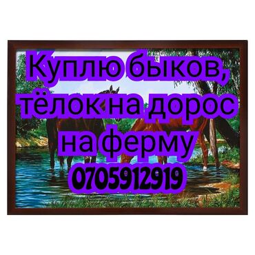 Үй жаныбарлары: Сатып алам | Уйлар, букалар, Жылкылар, аттар | Күнү-түнү, Бордоп семиртүү үчүн, Өзү алып кетүү