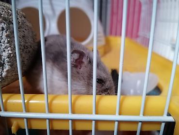Heyvanlar üçün mallar: Xamyak üçün tam dəst qəfəs HAMSTERLE BIRLIKDE. Zabratdan götürülmə — 3