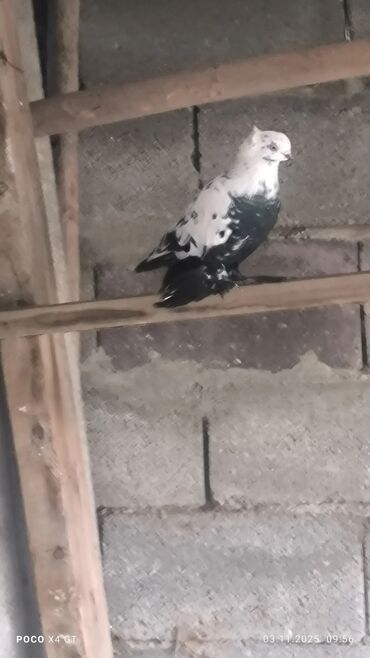 животные домашние: Голубе летные породистые - Оперение: контрастные окрасы —