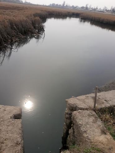 кукуруза на попкорн: Малек сигалетка толстолобика карпа и Белова Амура Оптом в большом — 6