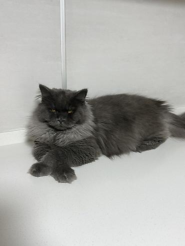 Cins pişiklə cütləşdirilir.Ödəniş qarşılığında