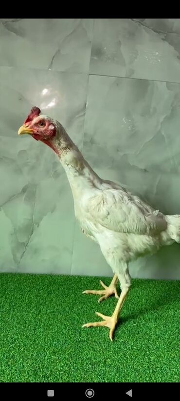 куплю авто каракол: Дакан шалпан ак жожо мекиш сатылат активный алмашу жолдору бар адрес