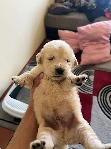 it tasması: Retriever, Erkək, Ödənişli çatdırılma — 2