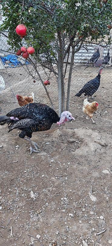 amerkan akita: Erkək, Kanada, Damazlıq, Ünvandan götürmə — 5