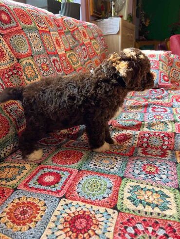 Psi: Nasa odgajivacnica lagotto romagnolo pasa A GANG OF LAGOTTA FCI 7244 — 22