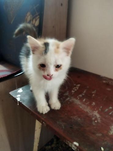Үй жаныбарлары: Кошка одам в хорошие руки — 3