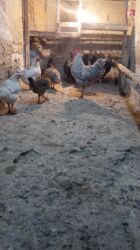 купить декоративных курей: Сатам | Короздор, Балапандар