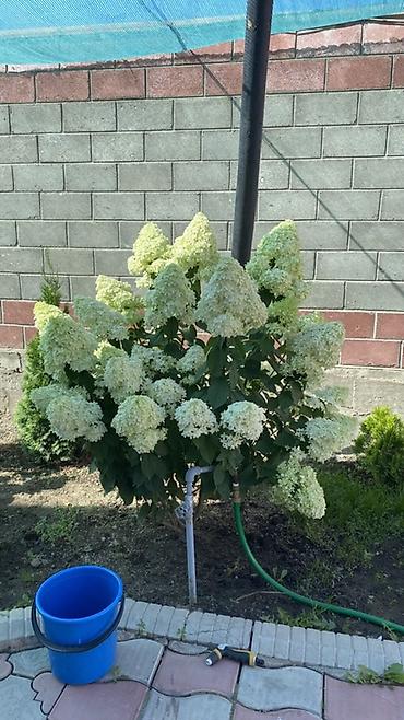 Гортензия: Саженцы — 5