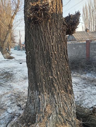 вырубка деревьев: Бак дарак алабыз жакшы баада (Терек кара бак ) Жана бутап кесип берүү — 2