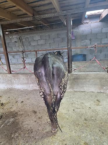 Коровы, быки: Продаю | Корова (самка) — 11