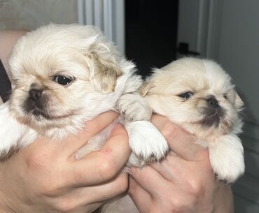 İtlər: Pekines, 1 ay, Dişi, Ünvandan götürmə