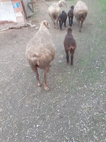Qoyunlar, qoçlar: 3 də erkəyi balaldı ciddi şəxslər narahat eləsin — 1