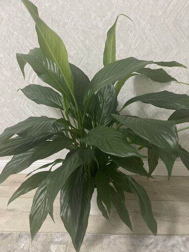 растения для офиса: Комнатные растения в горшках: 1) Спатифиллум (Spathiphyllum) - Пышный
