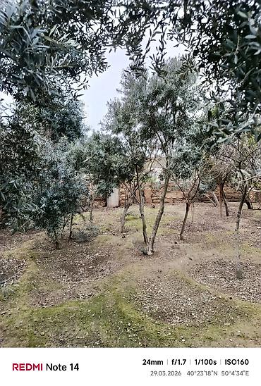 Ağaclar: Zeytun ağacları - Seçim: müxtəlif ölçü və yaşlarda zeytun ağacları - — 10