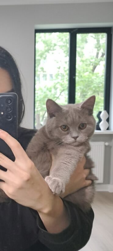 купить кошку сфинкс: Британ кыска жүндүү, 5 айлык, Эркек, Көгүлтүр, Курттардан тазаланган