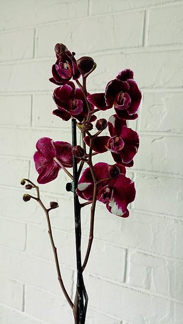 Орхидеи: Большой выбор сортовых орхидей. высота растений 70 см — 3