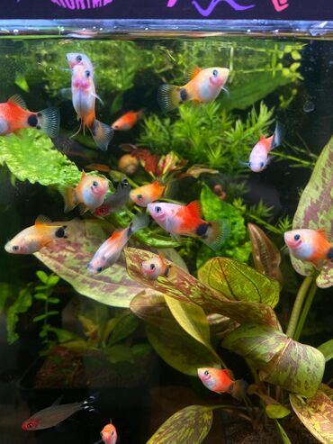 Аквариумы: Green Aqua — рыбки и растения для аквариума 🐟🌿 ▪️ Пресноводные рыбки и — 22