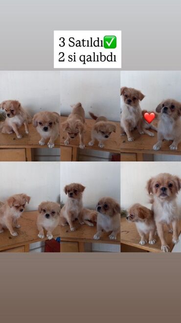 itlər balaca: Pekines, 4 ay, Dişi