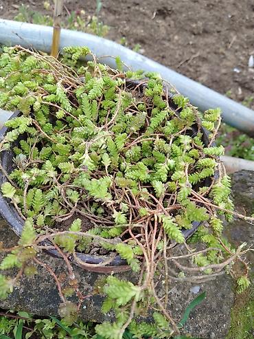 Ostale kućne biljke: Sukulenti u saksijama – više vrsta - Sedum (različite sorte) — 7