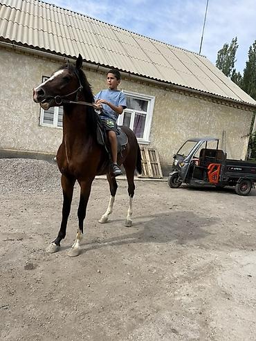 кони: Продаю | Конь (самец), Жеребенок | Полукровка, Английская, Арабская | Для разведения, Конный спорт | Племенные — 3