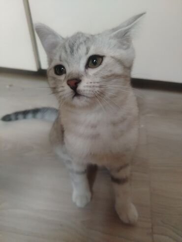 Pişiklər: Britan — 11