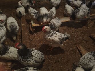 Cücələr: Selebrsiz Cuceleri /toyuqlar qrupu Sağlam və baxımlı cücələr — 11