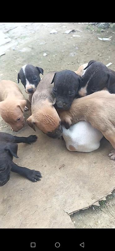 İtlər: Pitbul, 1 ay, Erkək, Ödənişli çatdırılma — 5