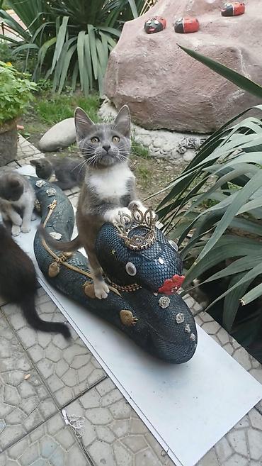 сколько стоят котята: Котята домашние, ласковые и игривые. Несколько окрасов на выбор: - — 9