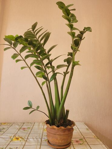 дерево цветок: Продаю "Замиокулькас", в отличном состоянии. Недавно отцвел
