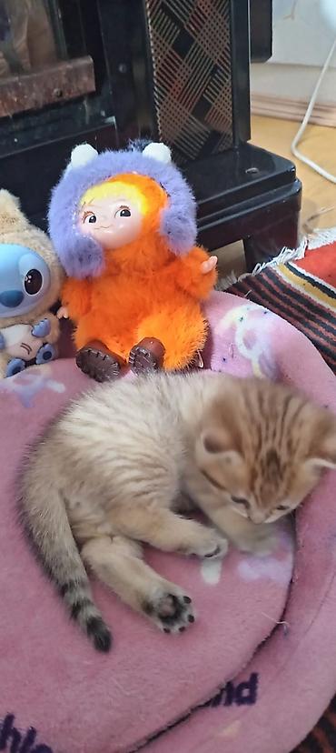 Pişiklər: Britan, Yaxşı əllərə — 27