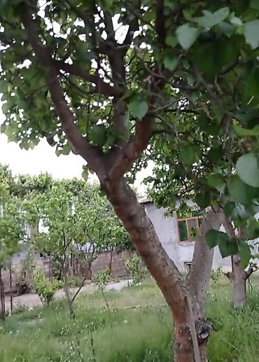 Torpaq sahələrinin satışı: 14 sot, Biznes üçün, Mülkiyyətçi, Kupça (Çıxarış) -da lalafo.az — 20 Torpaq sahələrinin satışı: 14 sot, Biznes üçün, Mülkiyyətçi, Kupça (Çıxarış) — 20