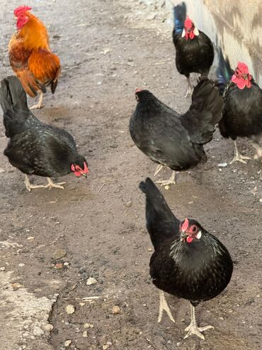 Куры, петухи: Продаю | Куры, Петух — 6