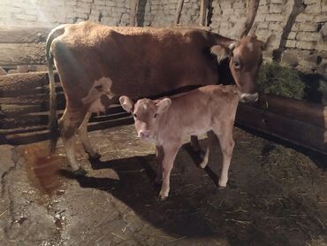 Inəklər, öküzlər: Dişi, il: 3, Damazlıq, Südlük, Ünvandan götürmə