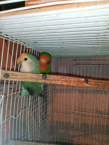 Digər quşlar: Nerazlucnik fişer ayrilmazlar maskvıy deyillər cütdu satılır hazır — 14