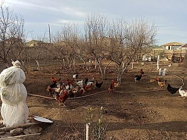 Yumurta: Kənd yumurtasi satilir. Unvan Novxani.Əsil təbi dərmansiz kənd — 8