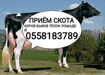 Куплю с/х животных: Куплю | Коровы, быки, Лошади, кони | Круглосуточно, Любое состояние, Забитый