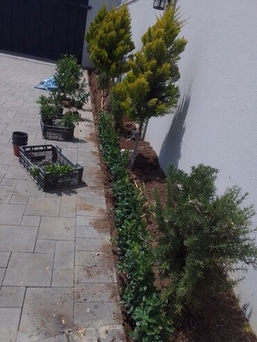 Çöl bitkiləri: Qızıl güllər dipçək gülləri həmişə yaşıl kolları zəhmət olmasa — 4