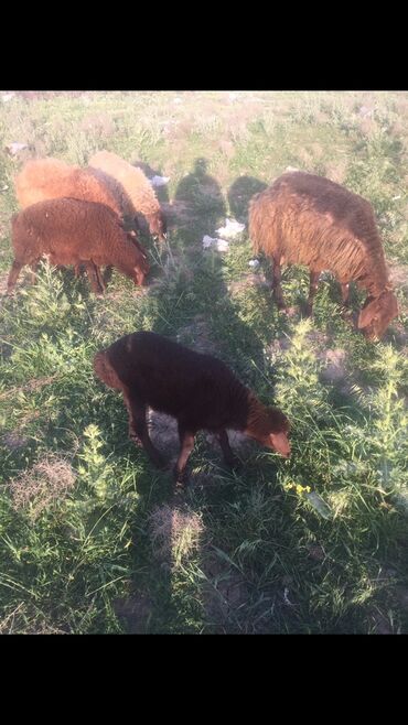 Бараны, овцы: Самец, Qala, лет: 1, 80 кг, Для разведения, Самовывоз