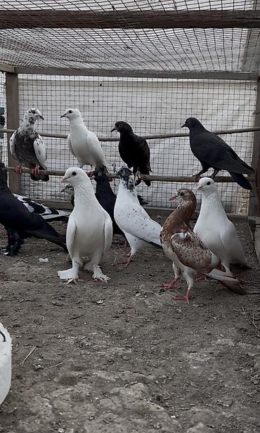 delfin goyərcin: Göyerçinler satılır 12 göyerçin. Tek tek satılmır — 5