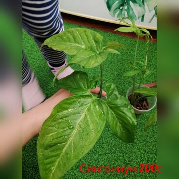 Эпипремнумы и сциндапсусы: Комнатные лианы и ароиды — укоренённые черенки в стаканчиках. В — 1