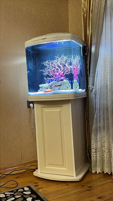 Akvariumlar: Hazir okean akvariumu Boyu 550 arxa sampi skimeri dalgameri ceoliti